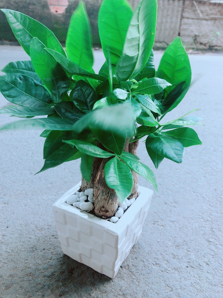 Kim Ngân 3 Thân Kèm Chậu Sứ Vuông