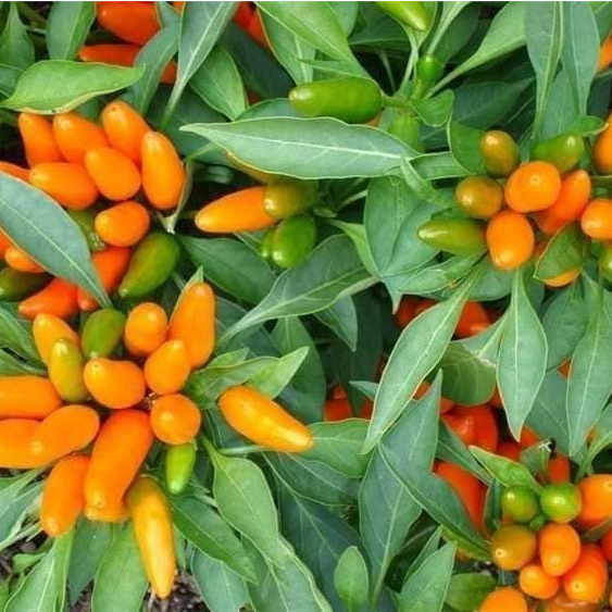Hạt giống ớt chùm cam ,ớt chùm đỏ ,ớt chùm tím, siêu cay,trồng quanh năm