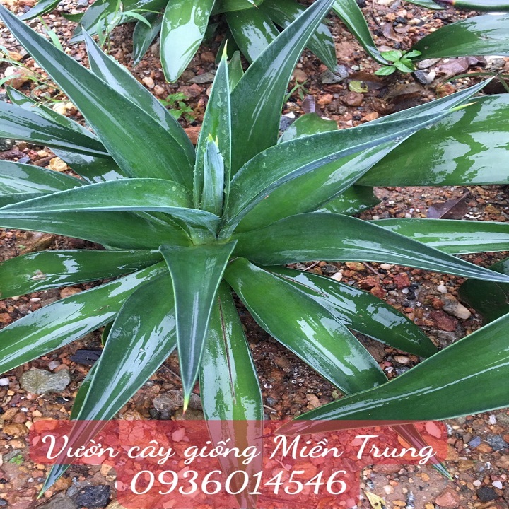 Cây Dứa Nam Mỹ- Dứa cảnh size lớn 80cm