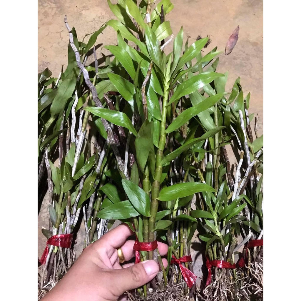 Hoa Lan thập hoa(5 cánh-1 bó 10 thân)