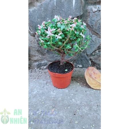 Cành vàng lá ngọc xanh cổ thụ