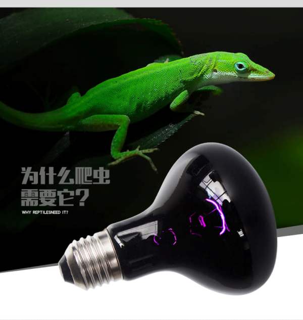 [HCM]Đèn sưởi đêm cho bò sát