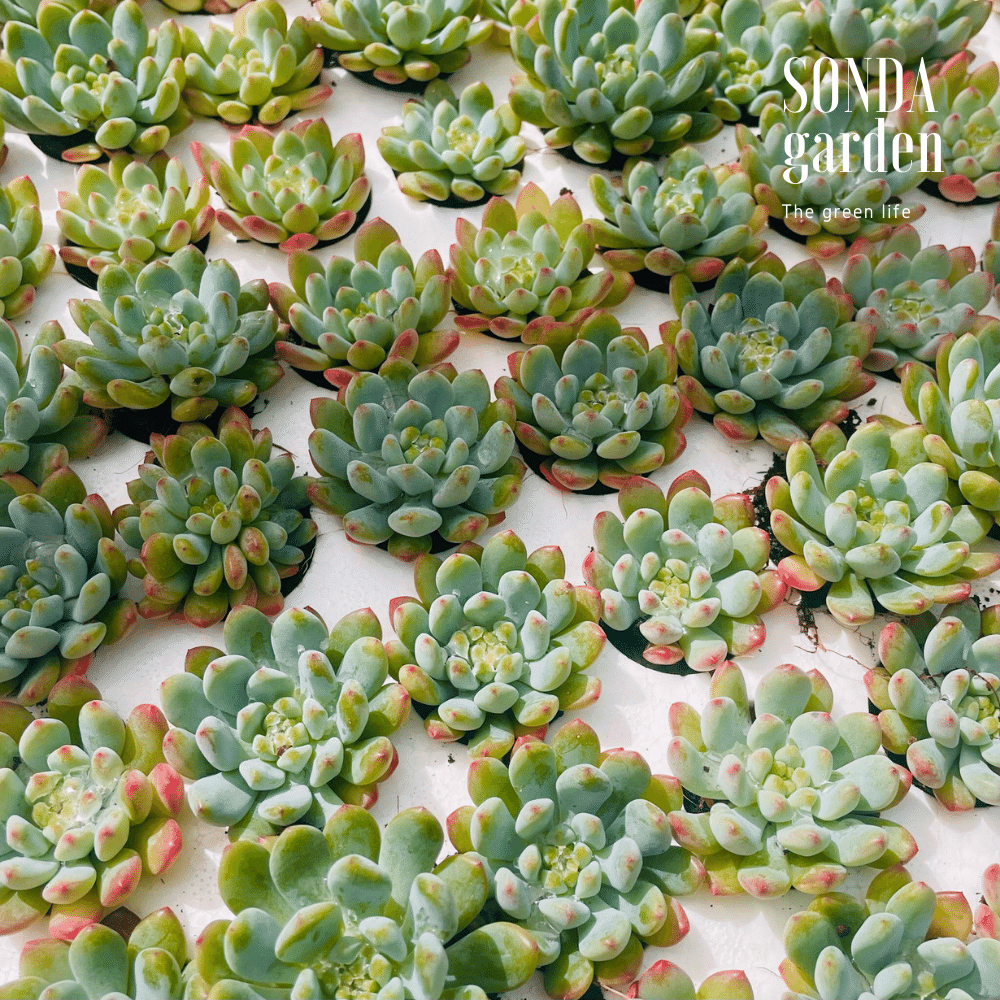 SEN ĐÁ HOÀNG HÔN SIZE MINI LỖI 1 ĐỔI 1