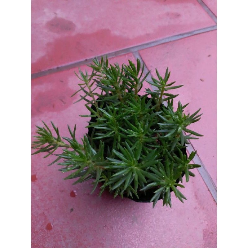 Hoa 10h mỹ cây bán ảnh cuối