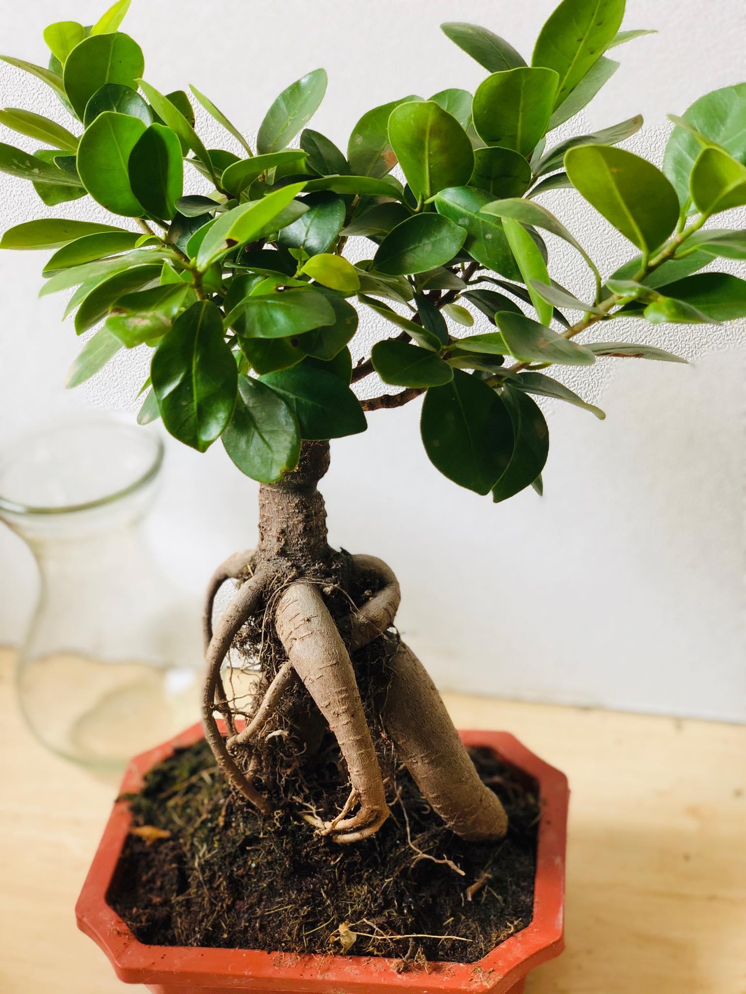 Cây bonsai si nhật 2