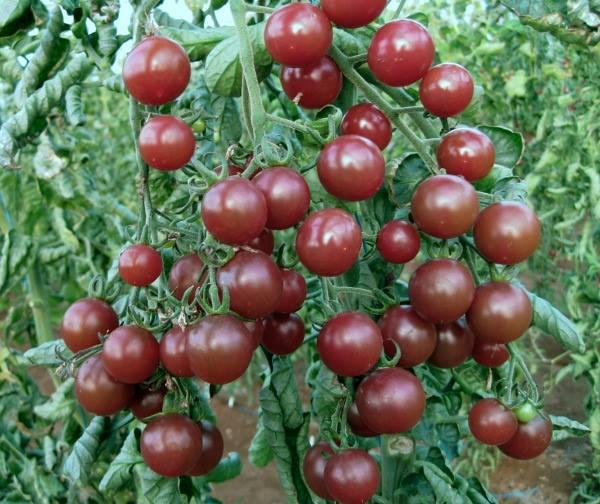 Combo 5 gói cà chua các loại - ( cà chua đen - lùn đỏ vàng - cà chua bi dây đỏ - cà chua socola )