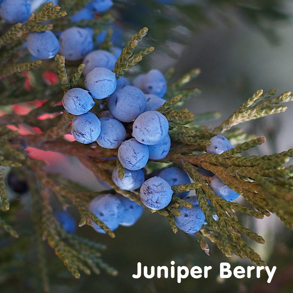 Tinh dầu quả Đỗ Tùng Juniper Berry Essential Oil (Bách Xù)