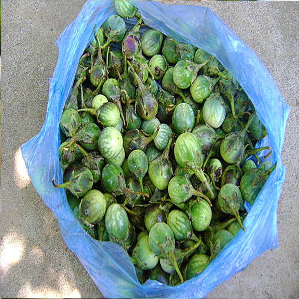 Cà đắng tây nguyên dsfdf