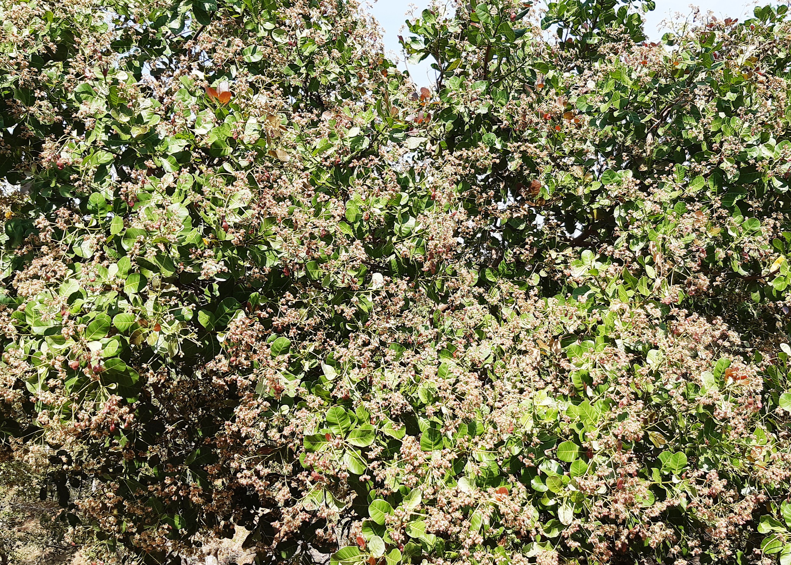 HẠT ĐIỀU NƯỚNG BÌNH PHƯỚC THƯƠNG HIỆU BIG TREE 270G