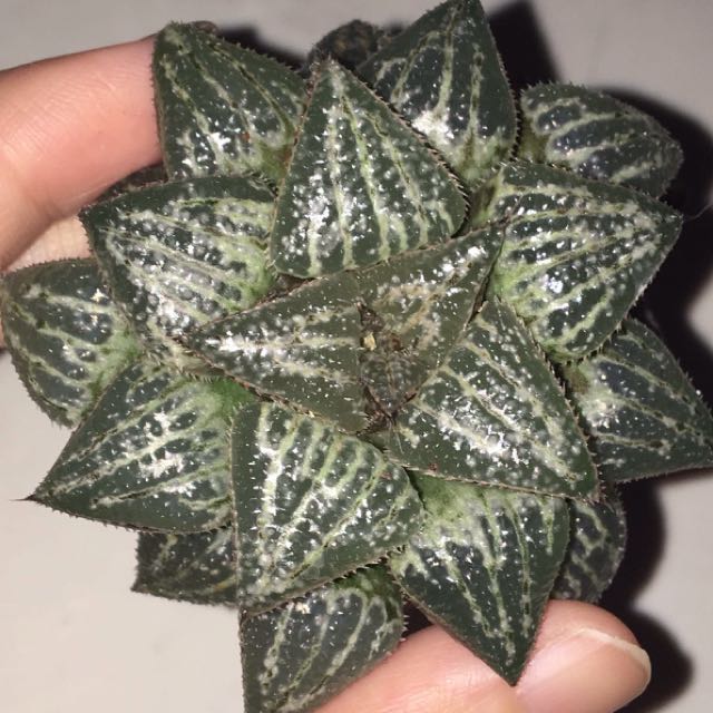 Sen Đá Haworthia YuKi