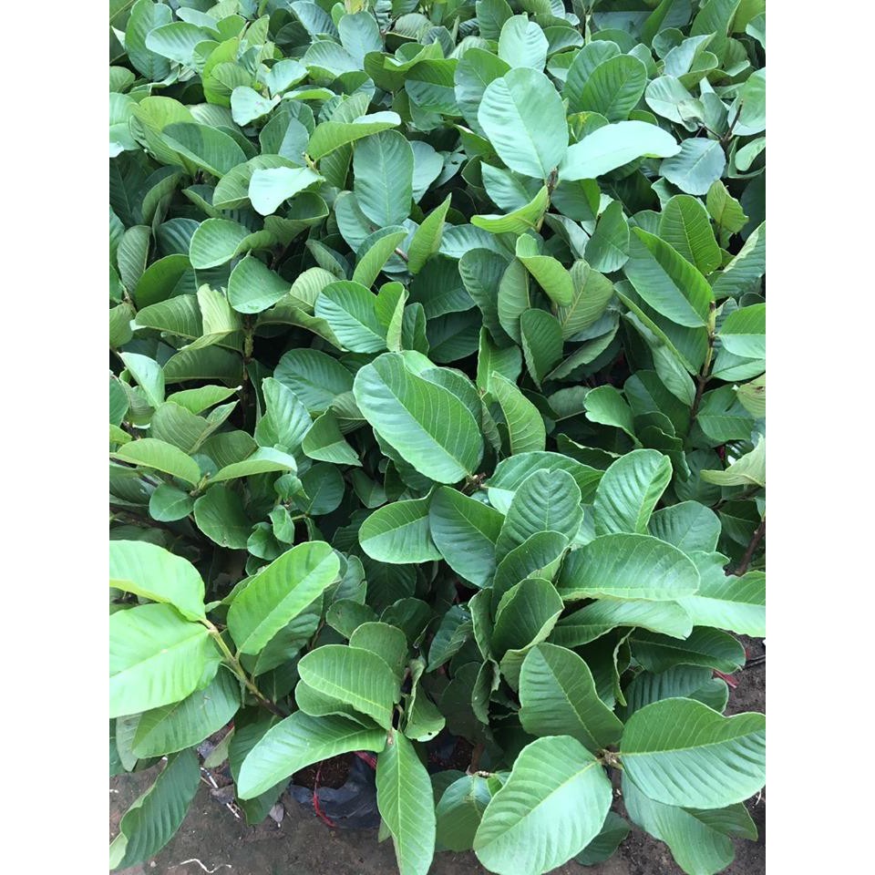 Combo 10 cây ổi ruby