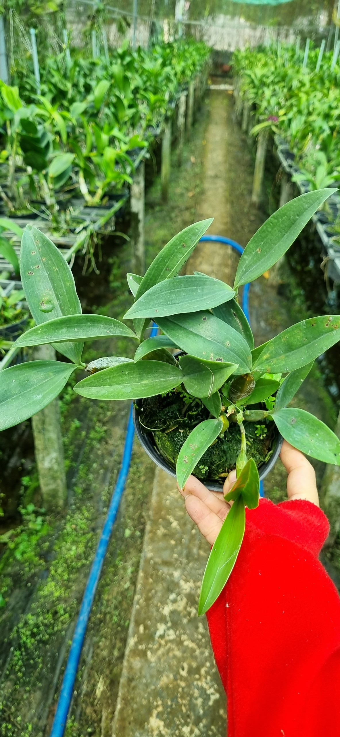 HOA LAN KIỀU