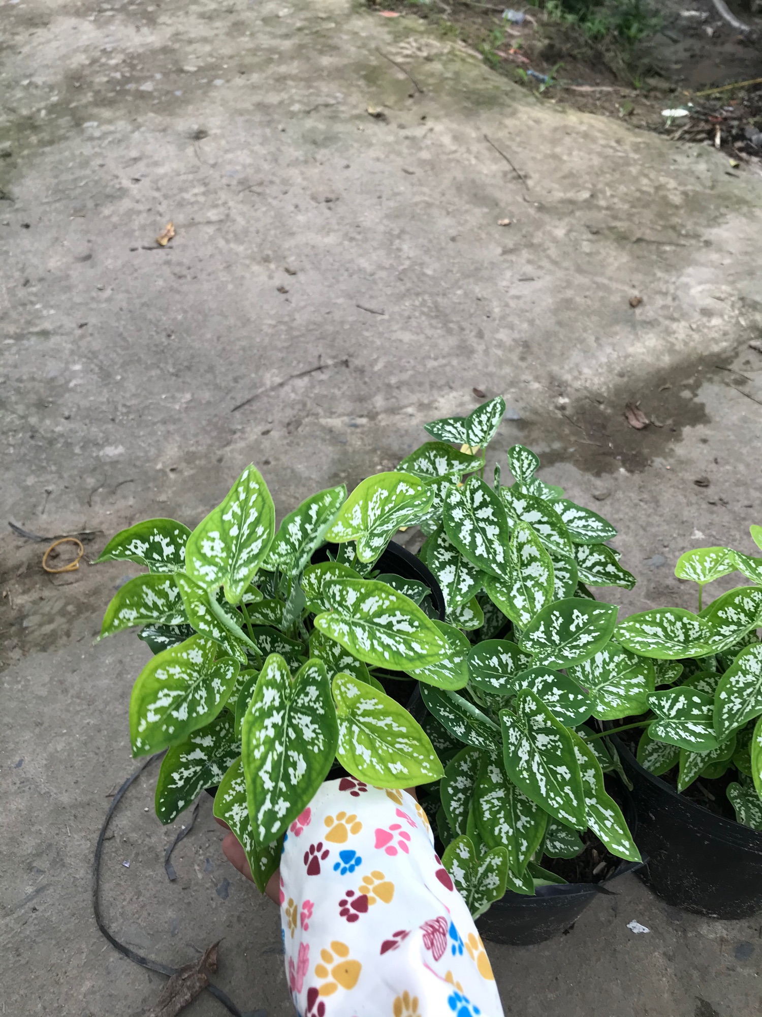 Môn cảnh xanh + tang phan bon