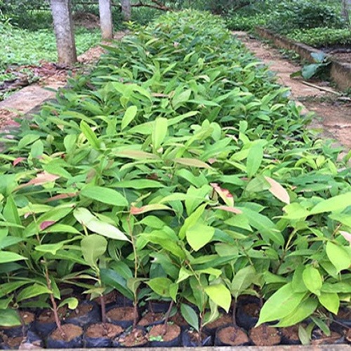 Cây giống gỗ sến - 678889