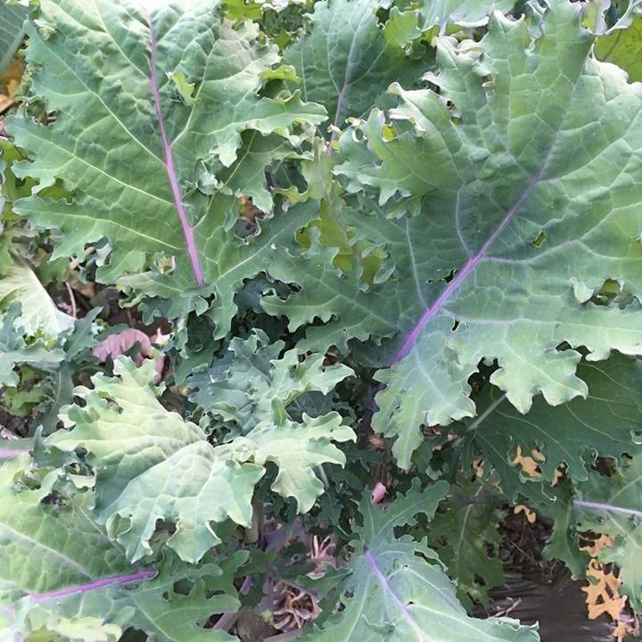 1g Hạt giống cải kale tím