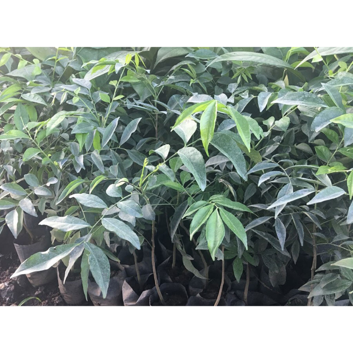 combo 5 Cây Giống Móc Mật KJGHJHGHJ