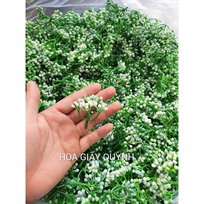 cỏ điểm cụm hạt bi -100gr