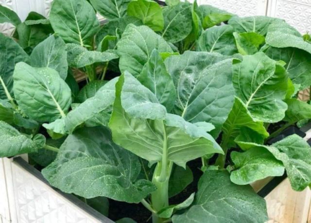 Hạt giống rau cải ngồng làn ( cải rổ ) ( tặng phân bón kích mầm ) .
