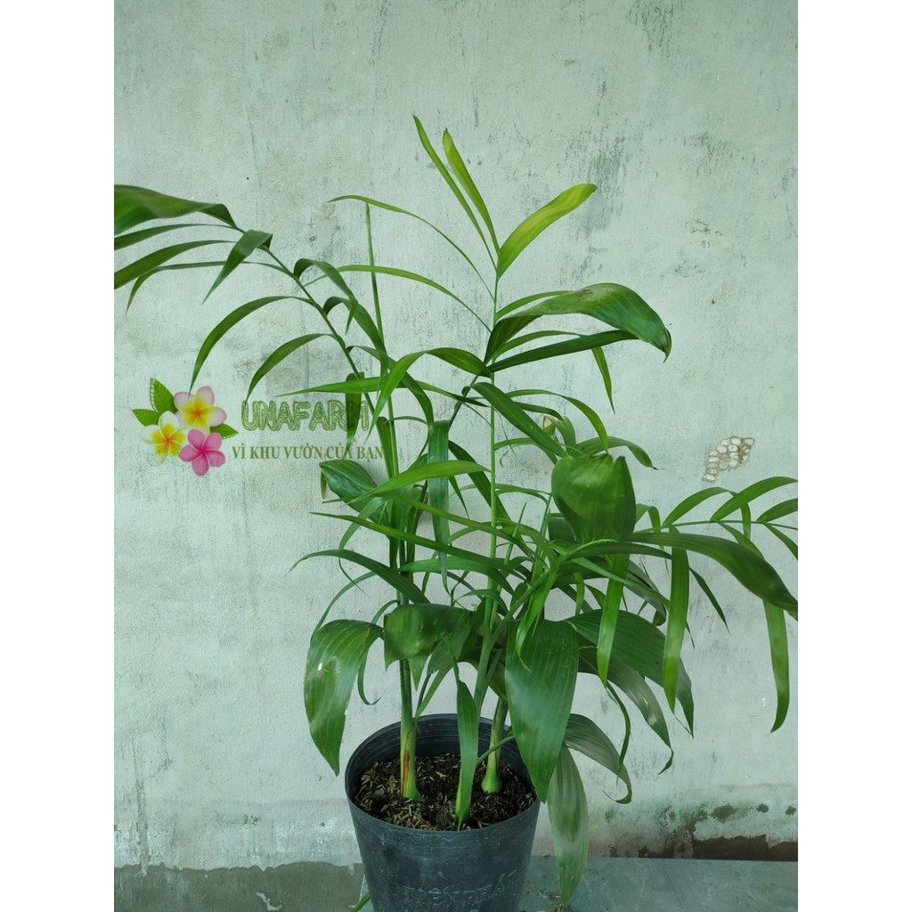 Cây giống Cây Cau Hawai - CayGiongTot