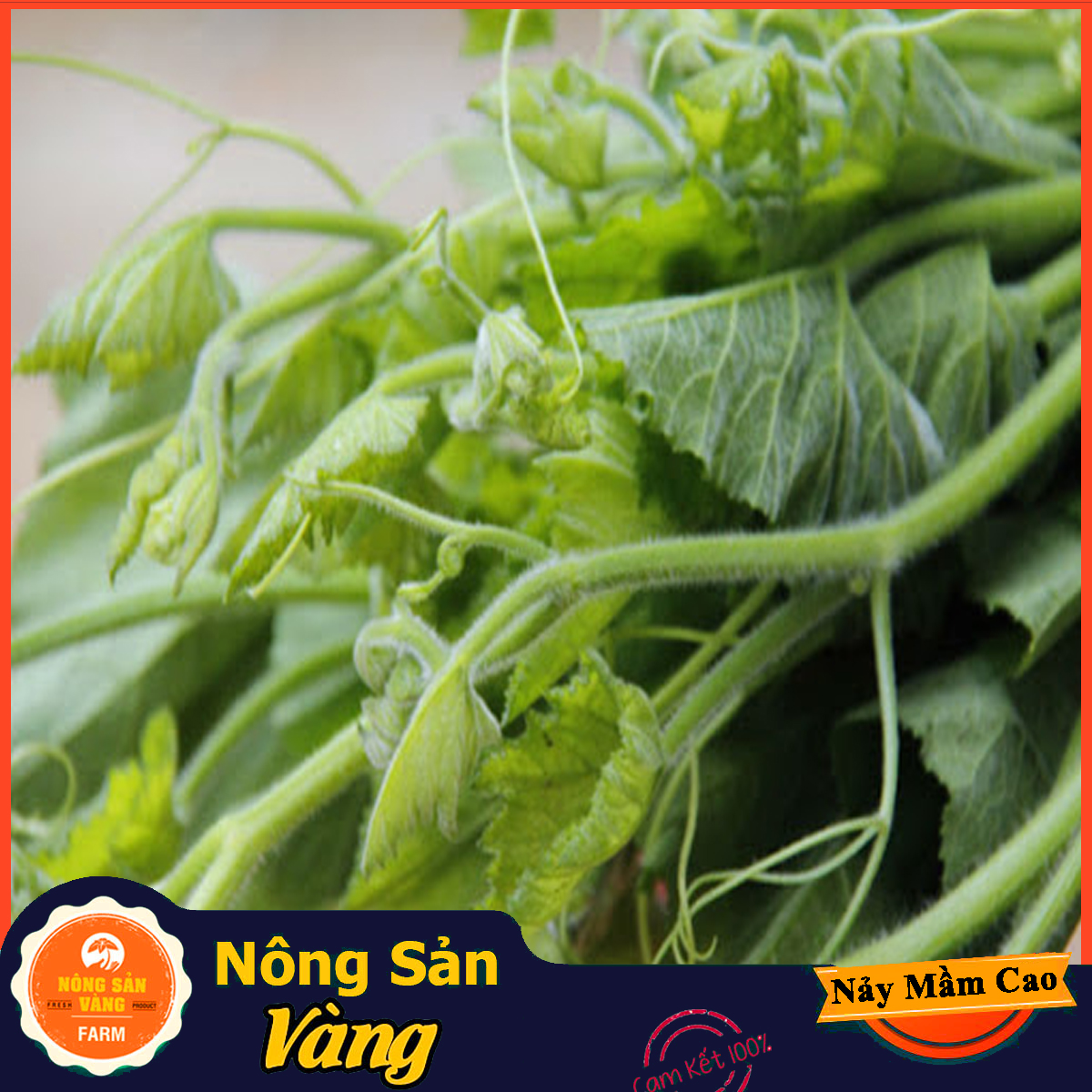 Hạt giống Bí Siêu Ngọn Bí Lấy Ngọn ( Gói 10Gram ) - Nông Sản Vàng