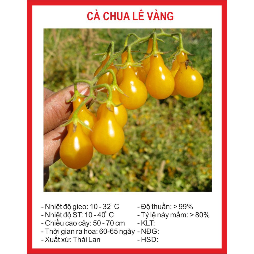 Hạt giống cà chua lê vàng 30 hạt