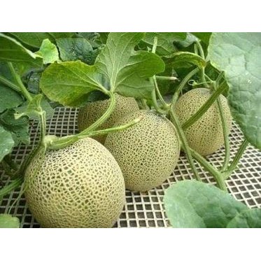 Hạt Giống Dưa Lưới F1 (Ruột Cam, Siêu Ngọt)