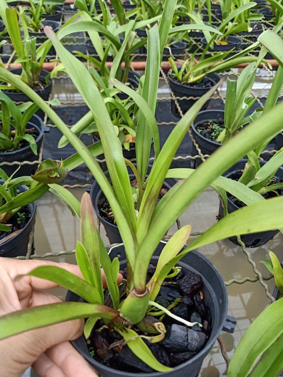 hoa lan vũ nữ NR ( nhện đỏ)