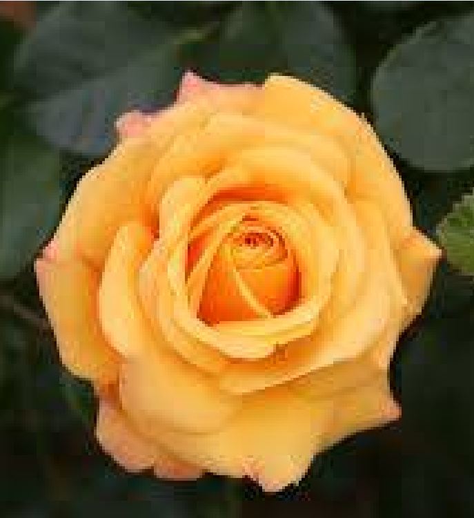 Mixed Dutch Rose Seeds (20 Seeds/Includes Seed Germination Stimulant Package)