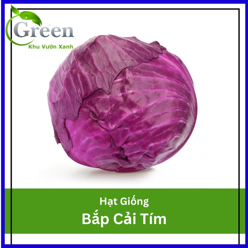 Hạt Giống Bắp Cải Tím Lai F1