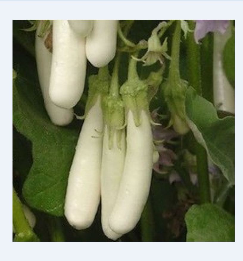 Hạt giống cà trắng dài lai  - gói 0,5gr