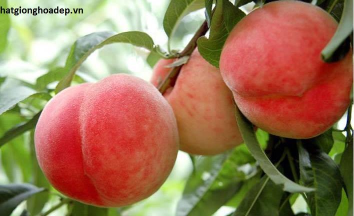 Cây Giống Đào Tiên Nhật Bản