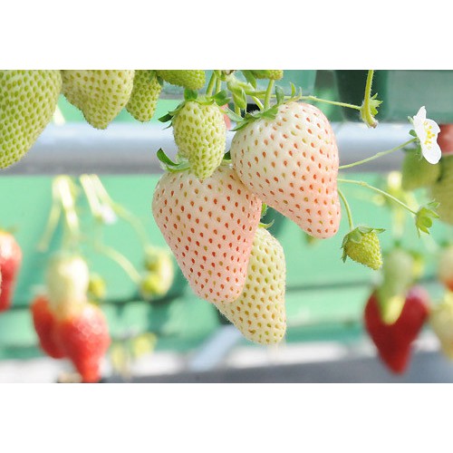 Hạt Giống Dâu Tây Trắng - 50 Hạt