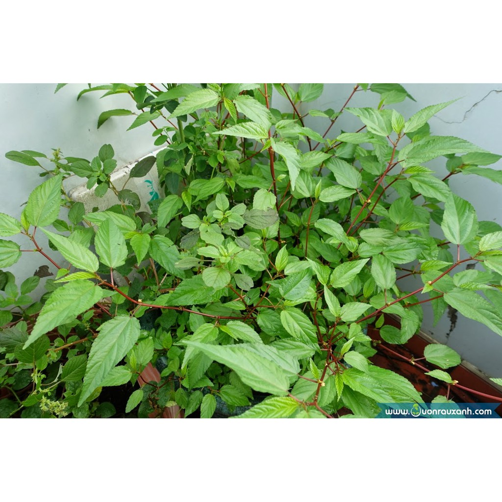 [HCM][Rau Củ Quả] - Gói 20g hạt giống rau đay đỏ