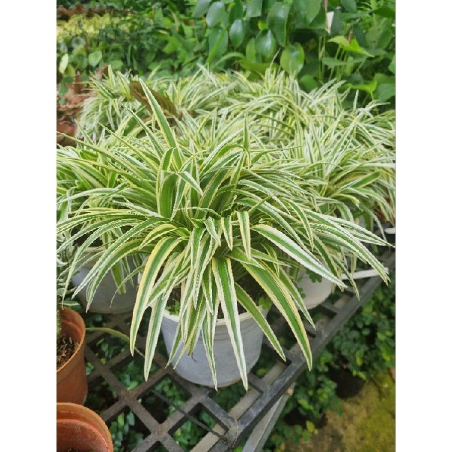 Cây cỏ lan chi vàng - giống mới