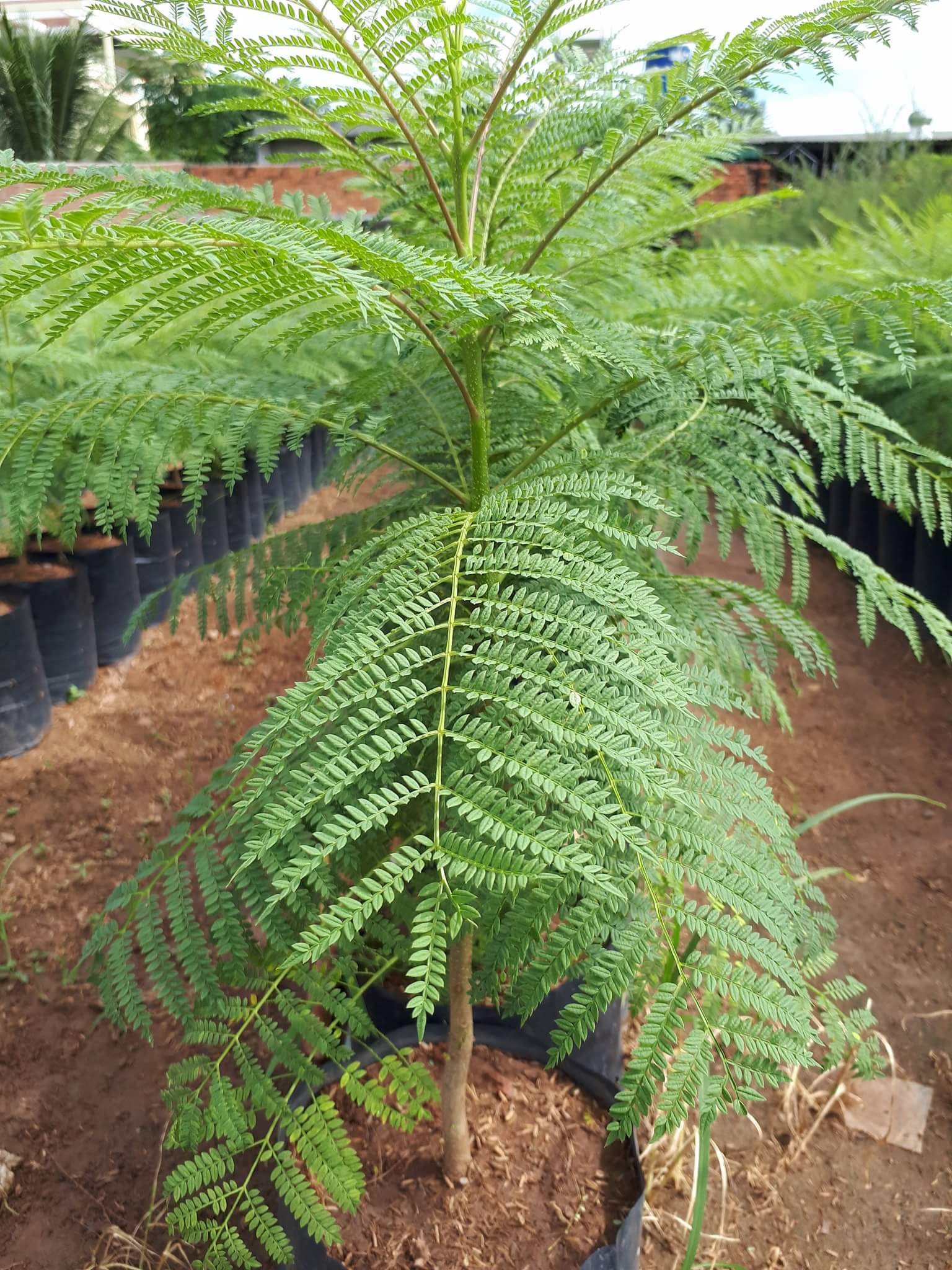 Cây giống hoa Phượng Tím - Jacaranda mimosifolia