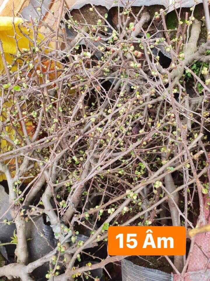 chậu cây Mai Đỏ tứ quý Nhật bản bonsai mini