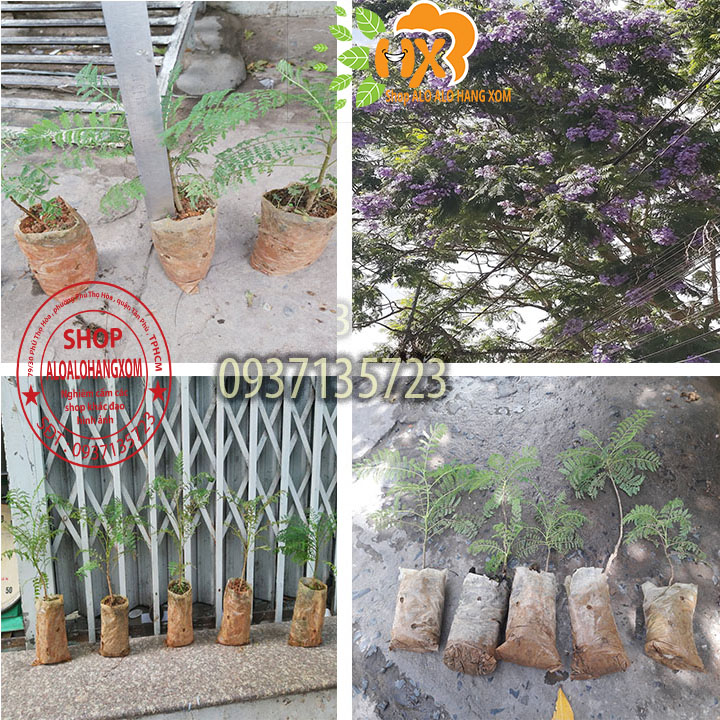 Combo 5 cây phượng tím cây giống