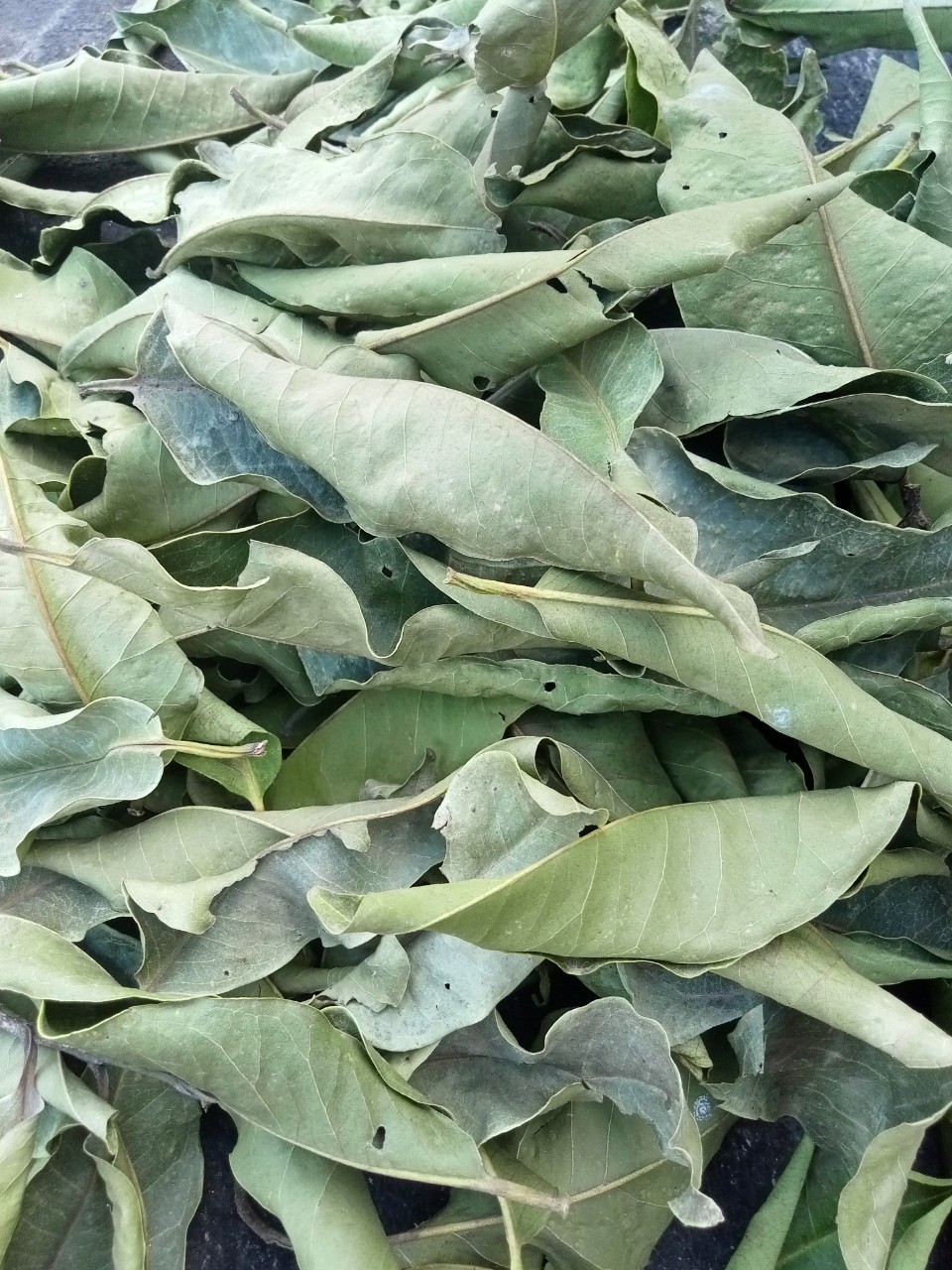 Lá vối - trà lá vối khô sạch