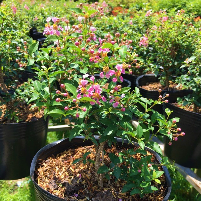 Cây hồng ngọc mai, cây bonsai