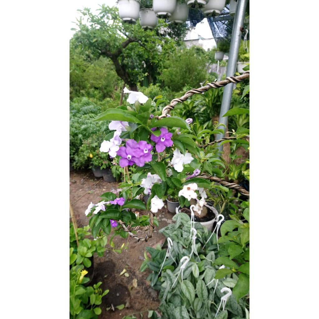 Cây Hoa Lài Nhật, Nhài Nhật
