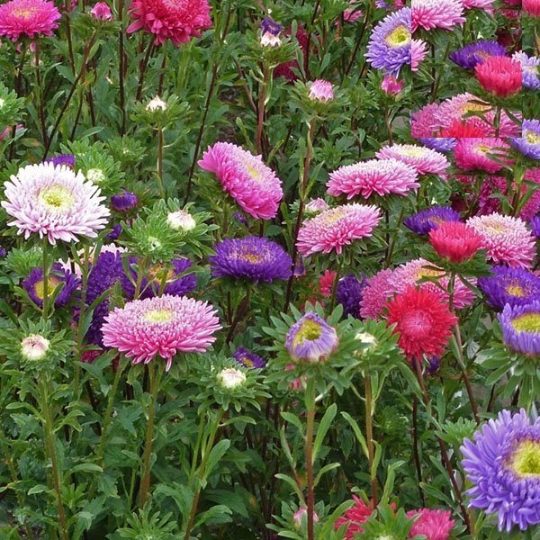 "Gói 50 "Hạt giống Hoa Cúc Magic nhiều màu [Seeds]