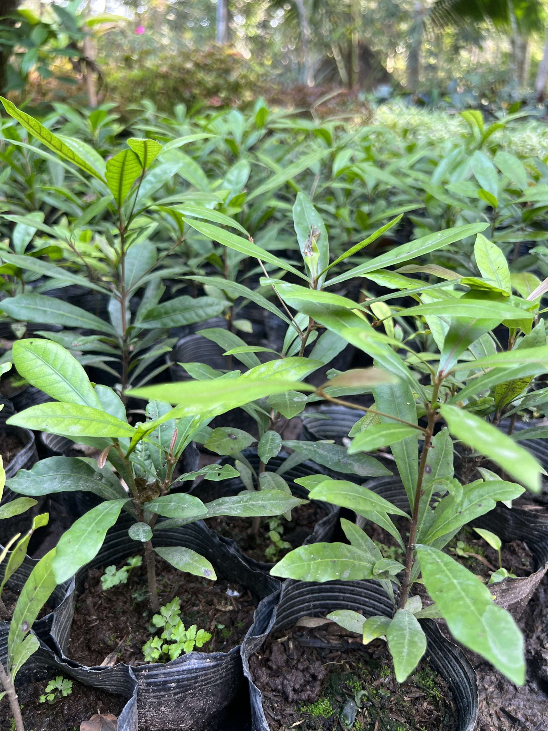 Cây thần kỳ -cây giống cao 10-15cm (mua từ 5 cây trở lên tặng thêm 1 cây)