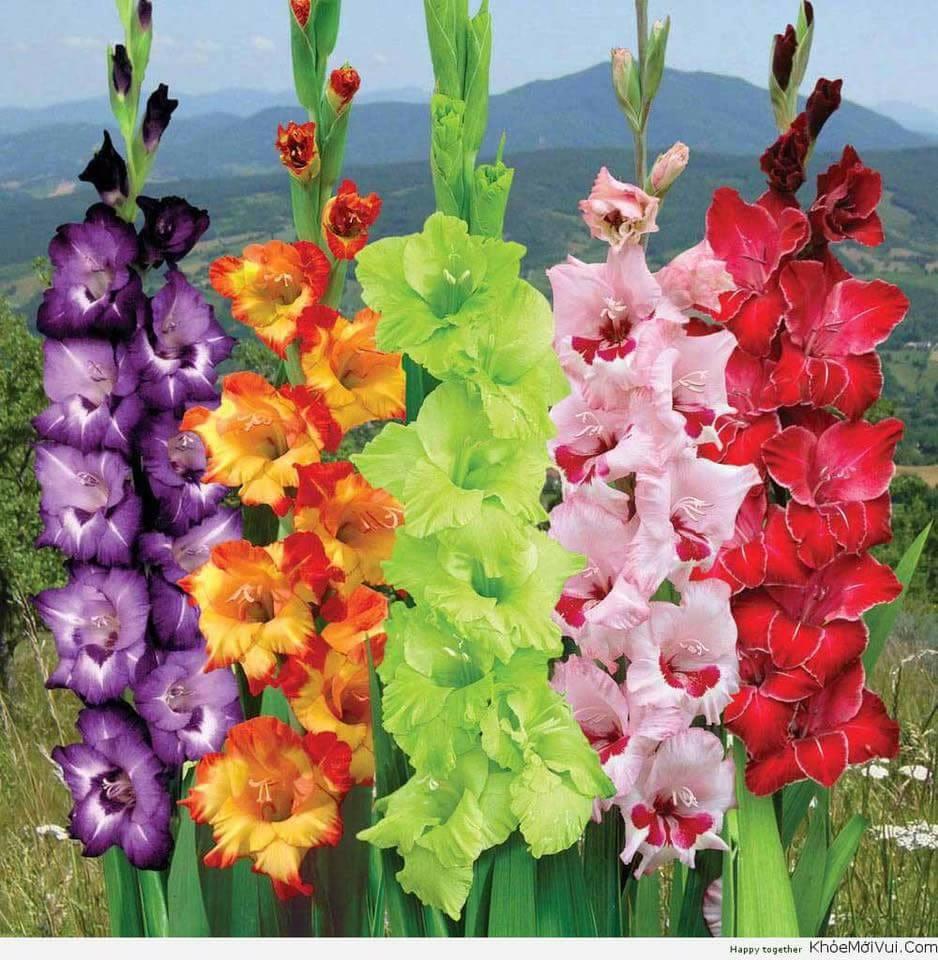 Bộ 5 củ giống hoa lay ơn nhiều màu