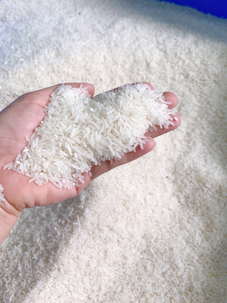 Gạo Hữu Cơ ST24 Hữu Cơ - 5KG