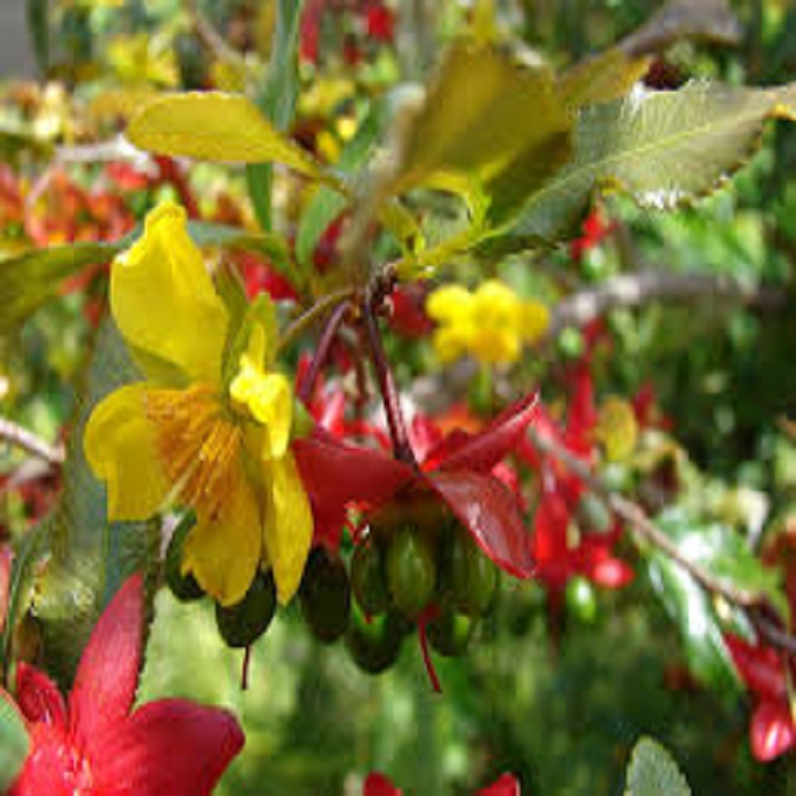 Cây  Giống Mai Tứ Quý
