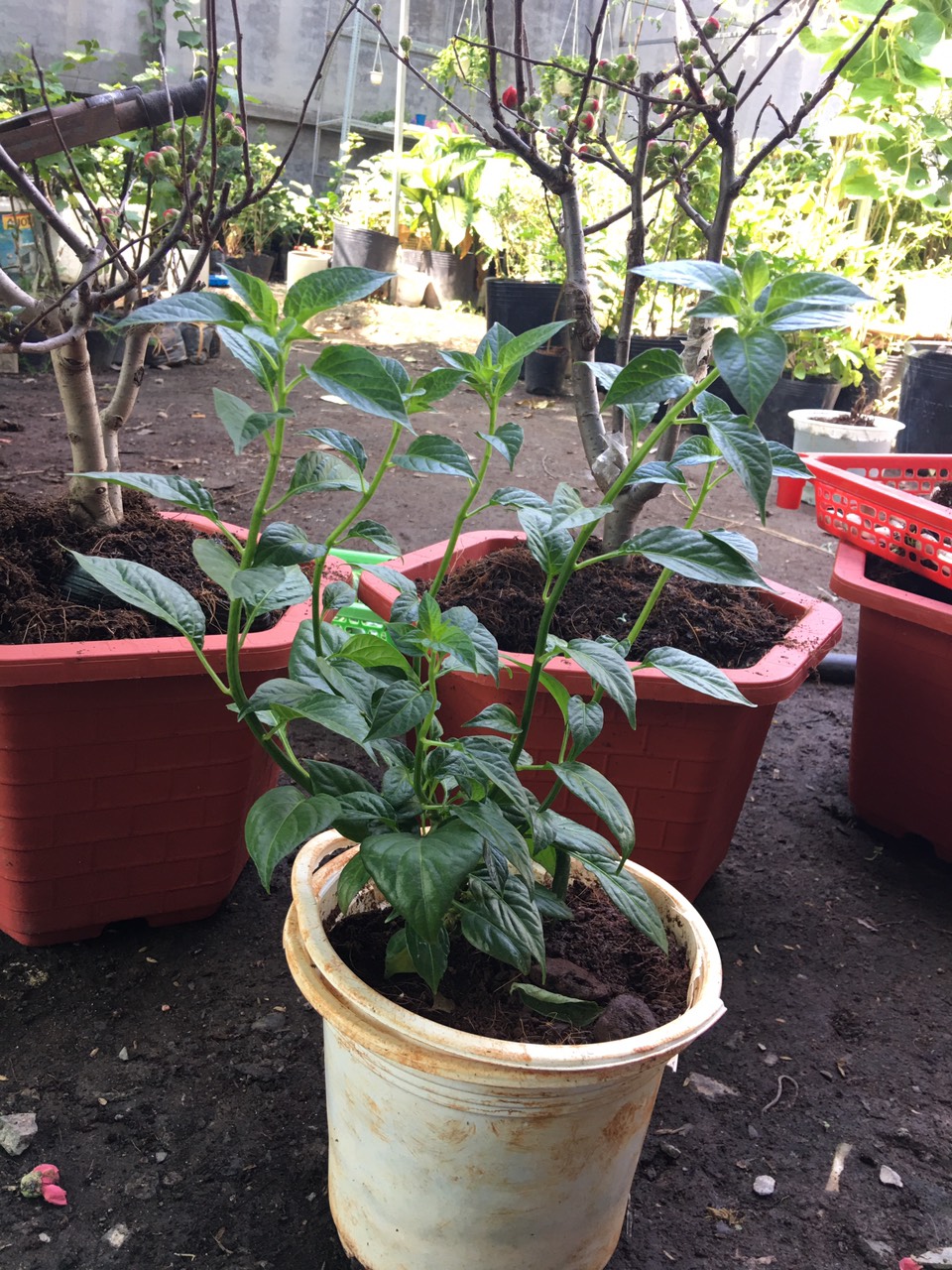 Chậu cây giống ớt Peru Aji Charapita