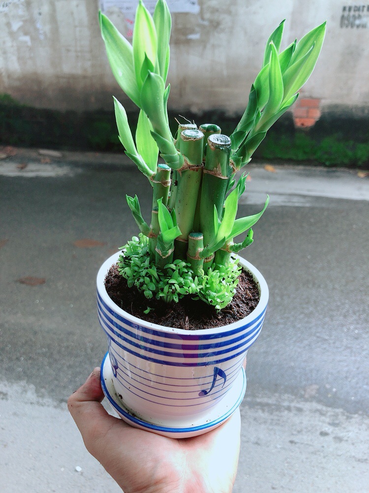 Chậu Cây Trúc Phát Tài