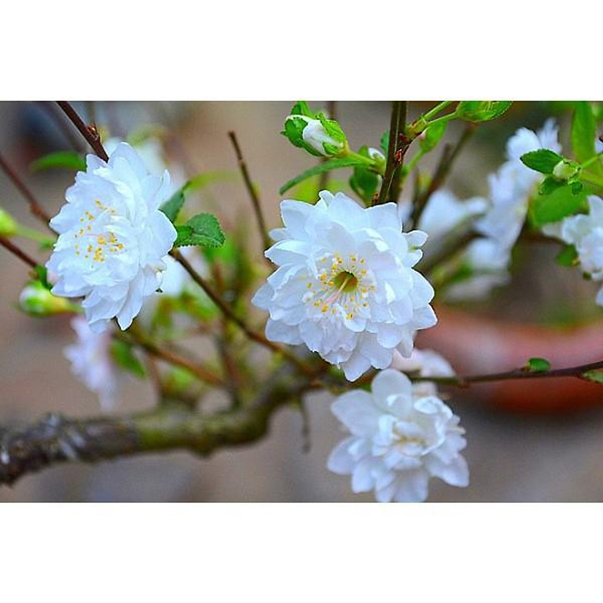 Bầu cây giống nhất chi mai
