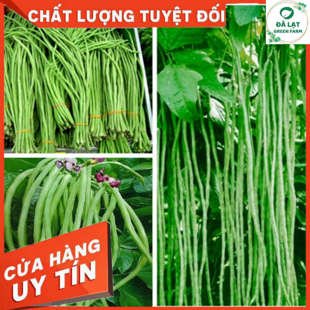 20GR_HẠT GIỐNG ĐẬU ĐŨA DÀI SIÊU TRÁI