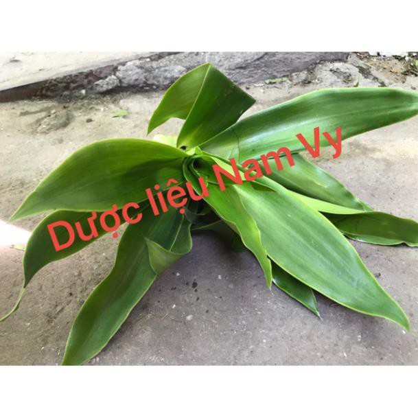 Cây lược vàng tươi 500gram